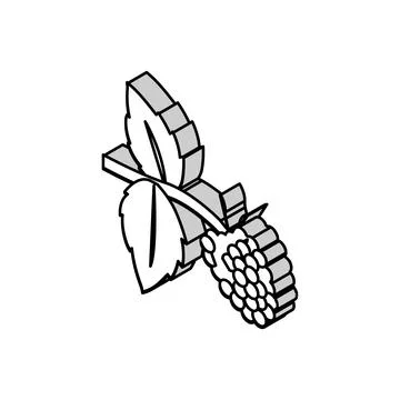 Sweet raspberry fruit isometric icon vector illustration 스톡 일러스트