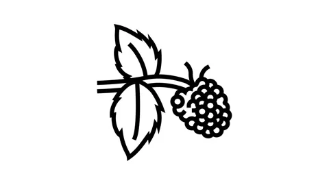 Sweet raspberry fruit line icon animation Stock Footage 224415119