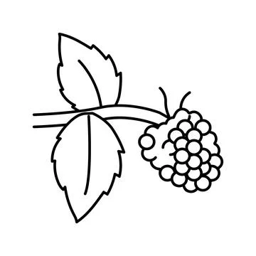 Sweet raspberry fruit line icon vector illustration Stockillustratie