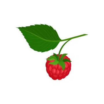Sweet raspberry hanging on sprig with green leaf. Natural food. Ripe garden Stock Illustration