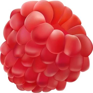 Sweet raspberry isolated on white background. Stock Illustration