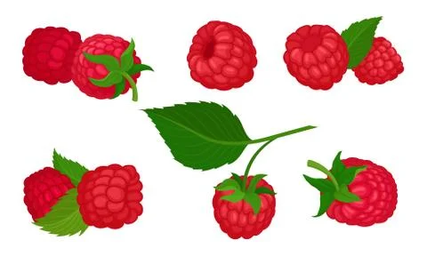 Sweet Raspberry with Leaf Isolated on White Background Vector Set Stock Illustration