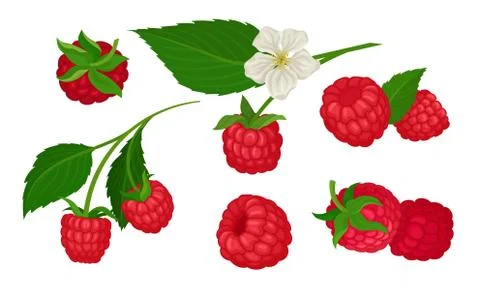 Sweet Raspberry with Leaf Isolated on White Background Vector Set Stock Illustration
