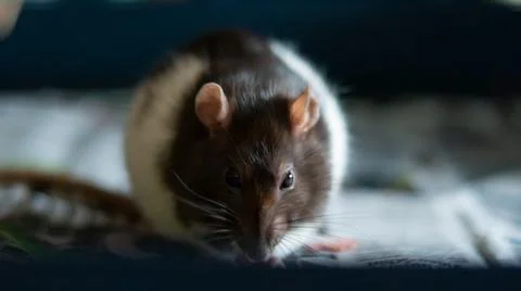 Sweet rat Stock Photos