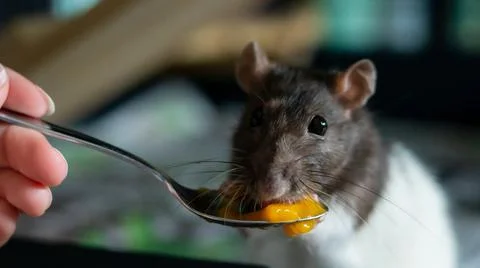 Sweet rat Stock Photos