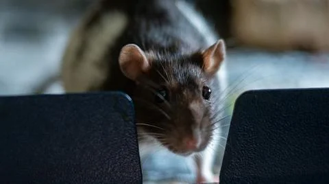 Sweet rat Stock Photos