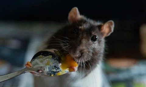 Sweet rat Stock Photos