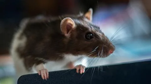 Sweet rat Stock Photos