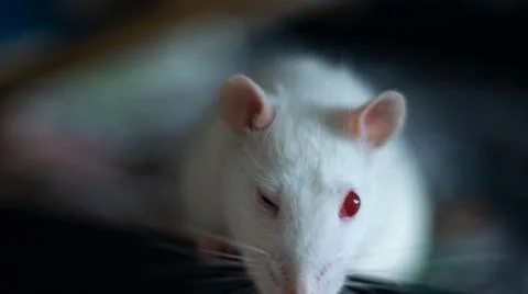 Sweet rat Stock Photos