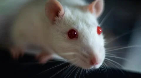 Sweet rat Stock Photos