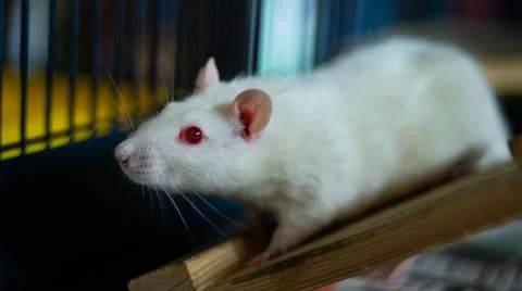 Sweet rat Stock Photos