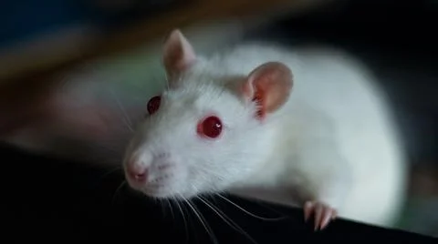 Sweet rat Stock Photos