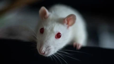 Sweet rat Stock Photos