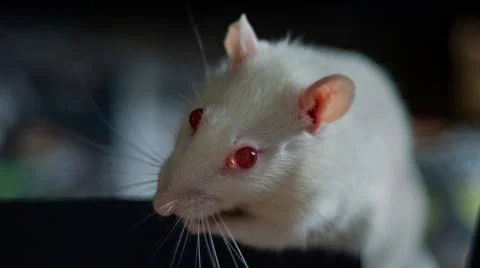 Sweet rat Stock Photos