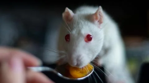 Sweet rat Stock Photos