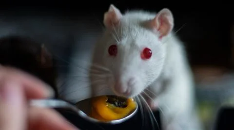 Sweet rat Stock Photos