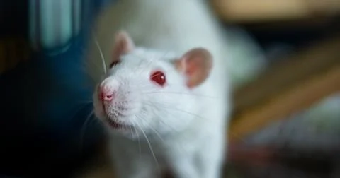 Sweet rat Stock Photos