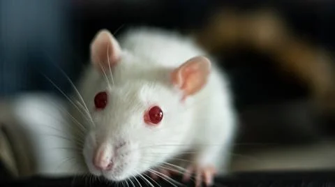 Sweet rat Stock Photos