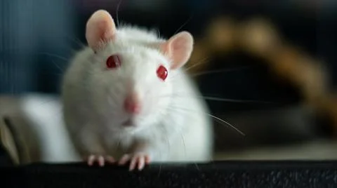 Sweet rat Stock Photos