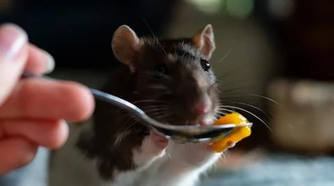Sweet rat Stock Photos