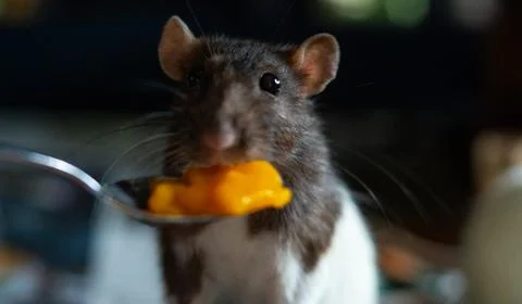 Sweet rat Stock Photos