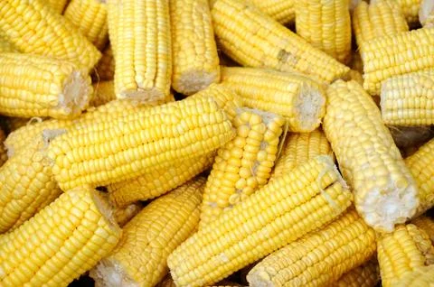 Sweet raw corns on floor, pattern for web background. Stock Photos