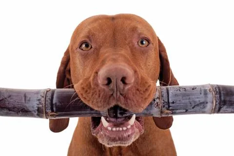 Sweet raw diet Stock Photos