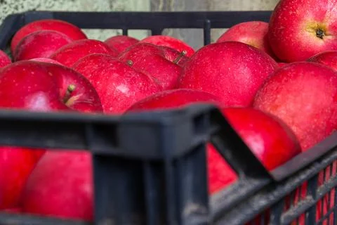 Sweet red apples stacked inside black plastic logistics crate for fresh fruit Stock Photos