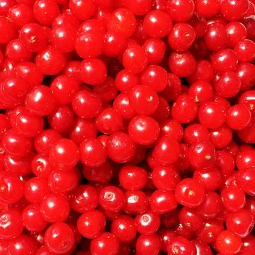 Sweet red berry cherry growing on tree with leaves green Stock Photos