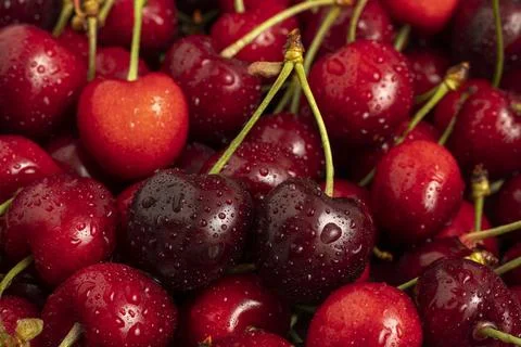 Sweet red cherries. Stock Photos