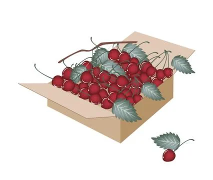 Sweet Red Cherries in A Shipping Box Stock Illustration