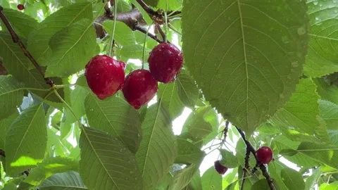 Sweet Red Cherries on a Tree with Raindrops Stock Footage 278208570