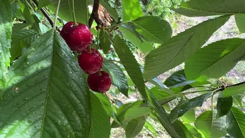 Sweet Red Cherries on a Tree with Raindrops Video stock 278208581