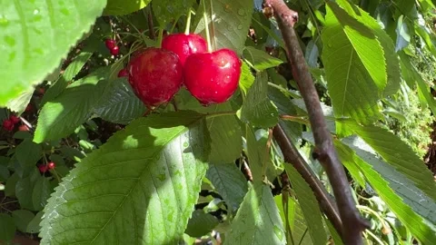Sweet Red Cherries on a Tree with Raindrops Video stock 278208603