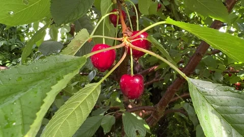 Sweet Red Cherries on a Tree with Raindrops Video stock 278208613