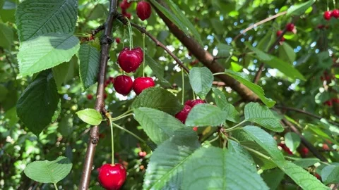 Sweet Red Cherries on a Tree with Raindrops Video stock 278208650