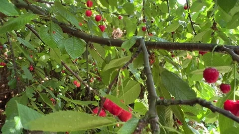 Sweet Red Cherries on a Tree with Raindrops Video stock 278208674