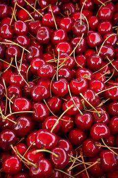 Sweet red cherry background. Bunch of ripe cherries with stems. Stock Photos