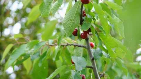 Sweet red cherry. Ripe cherries on a tree. Sweet red cherry. Cherry on a branch Stock Footage 201528563
