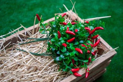 Sweet red pepper kapi, three peppers on white wooden table, pepper, chile, ch Stock Photos
