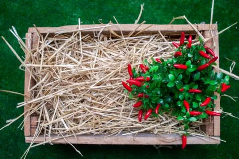 Sweet red pepper kapi, three peppers on white wooden table, pepper, chile, ch Stock Photos