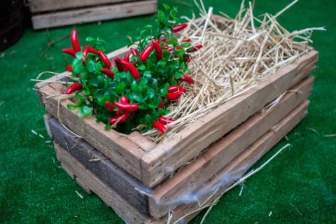 Sweet red pepper kapi, three peppers on white wooden table, pepper, chile, ch Stock Photos