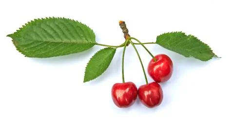 Sweet ripe cherry with leaf Stock Photos