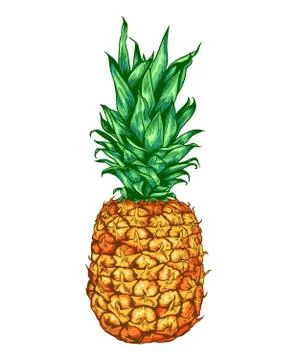 Sweet ripe pineapple Stock Illustration