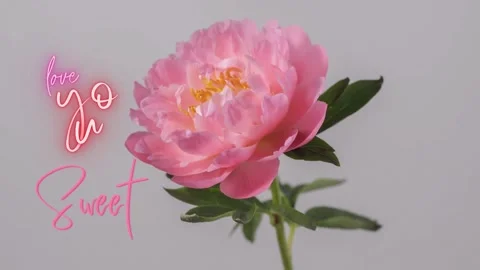 A sweet rose is blooming Stock Footage 220812386