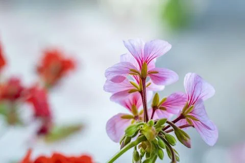 Sweet scented geranium. A geranium stem with several pink flowers Stock Photos