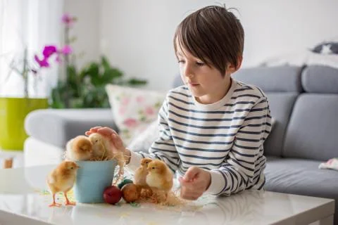 Sweet school child, playing with cute little newborn chicks in a bucket and e Stock Photos