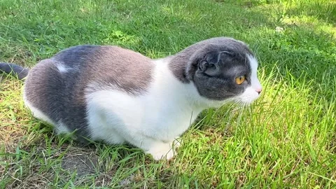 Sweet Scottish fold cat sitting on green meadow in sunny spring or summer day.  Stock Footage 265908747