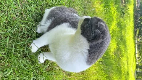 Sweet Scottish fold cat sitting on green meadow in sunny spring or summer day.  Stock Footage 265908761