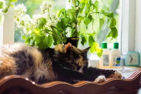 Sweet sleeping cat on a windowsill basks in the sun Stock Photos